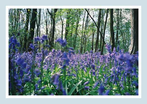 Cheshunt Woodlands